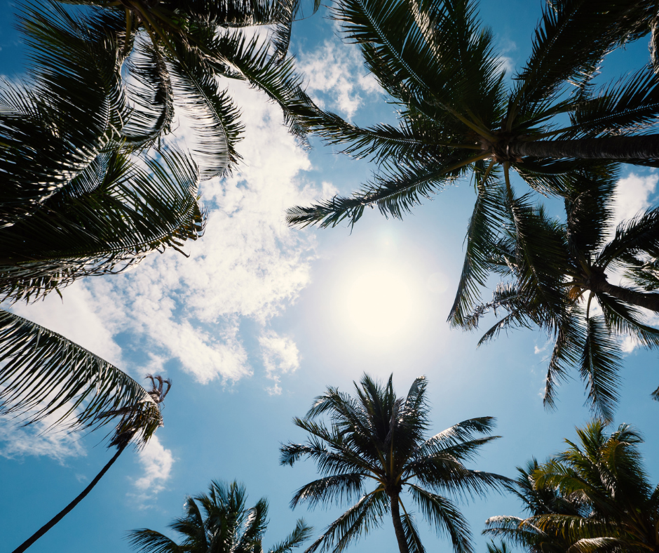 View of palm trees against a bright blue sky with fluffy clouds and the sun shining brightly, creating a tropical atmosphere.